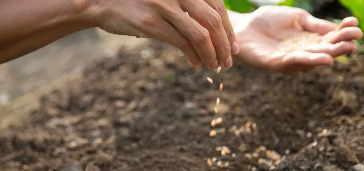¿Cuáles son las verduras que se sembrarán en febrero?