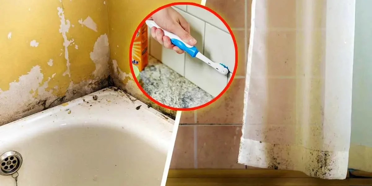¿Cómo puedo blanquear las paredes de la ducha y el baño afectadas por el moho?