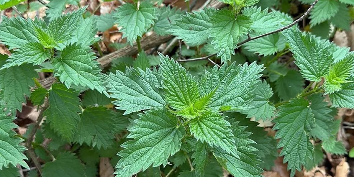 Todo el mundo tacha esta planta de mala hierba: he aquí todos sus beneficios