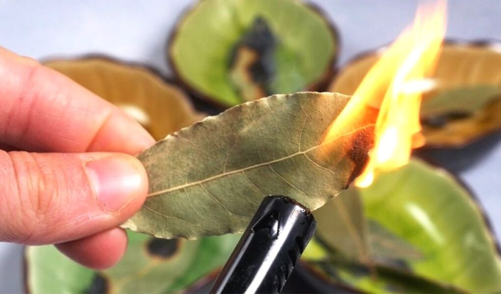 7 cosas que suceden si se quema una hoja de laurel cada noche en casa