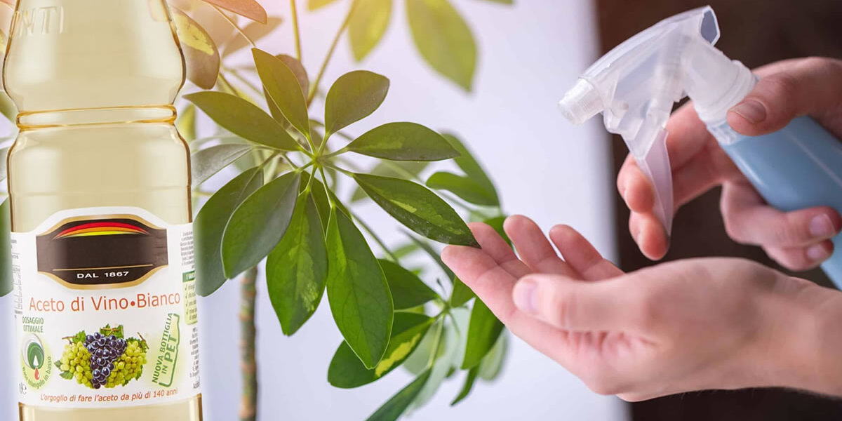 5 maneras de usar el vinagre para el cuidado de las plantas