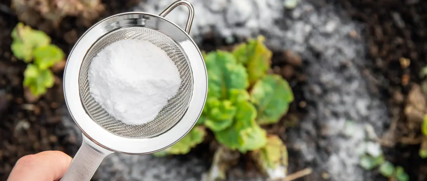 ¿Crees que el bicarbonato de sodio es peligroso para tu jardín? Estos consejos le harán cambiar de opinión.
