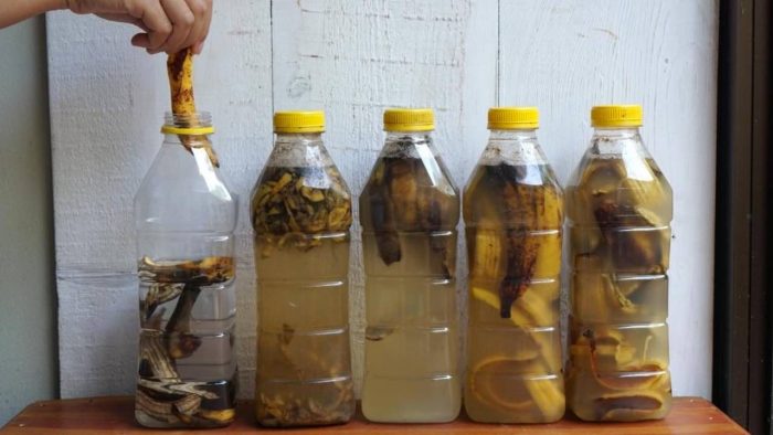 ¡No tires más las cáscaras de plátano! Descubre usos sorprendentes para tu jardín