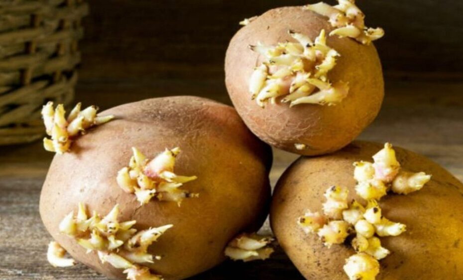 El ingenioso truco para evitar que las patatas germinen en casa
