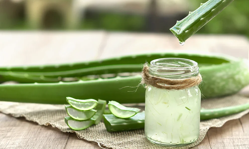 10 maravillosos usos del aloe vera