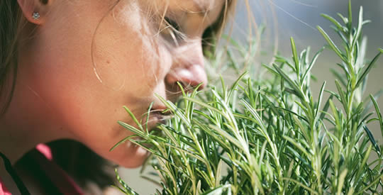 Los increíbles beneficios del romero sobre la memoria a largo plazo