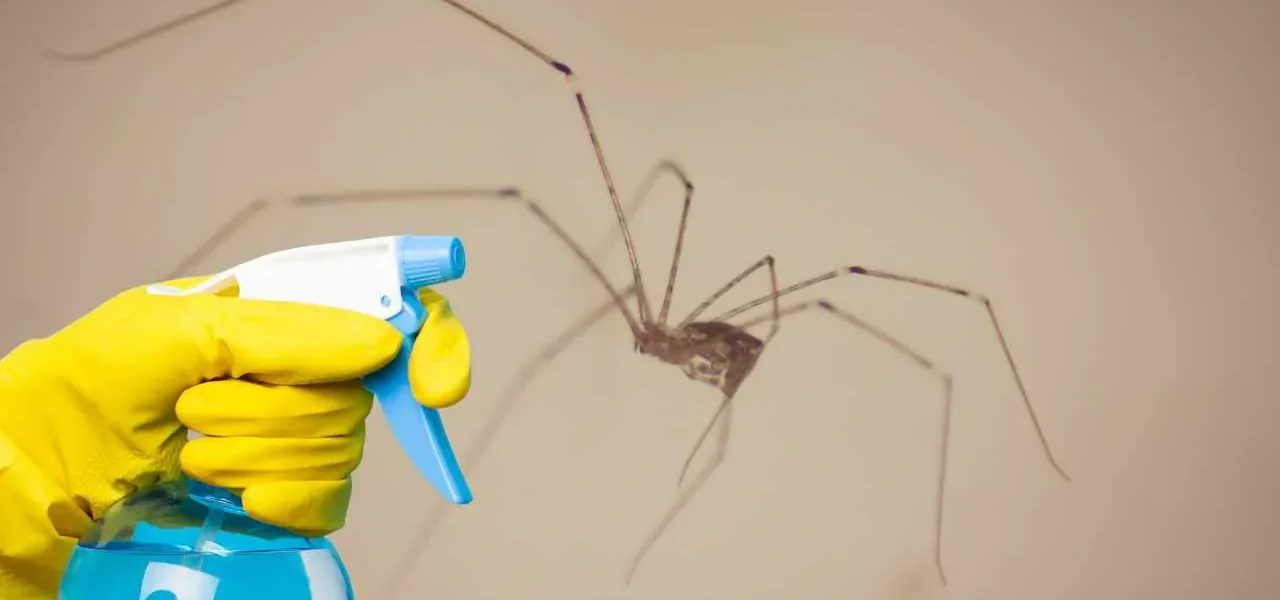 3 consejos para evitar que las arañas entren en la casa