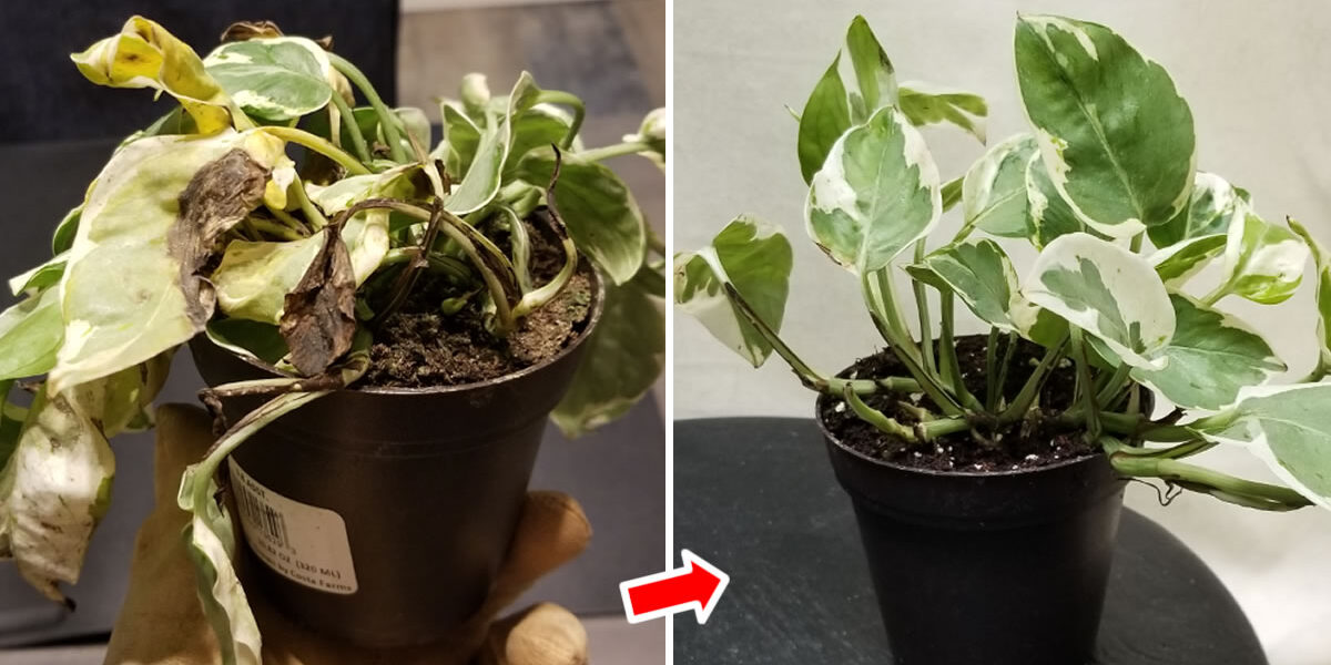 El truco más eficaz para recuperar rápidamente una planta marchita