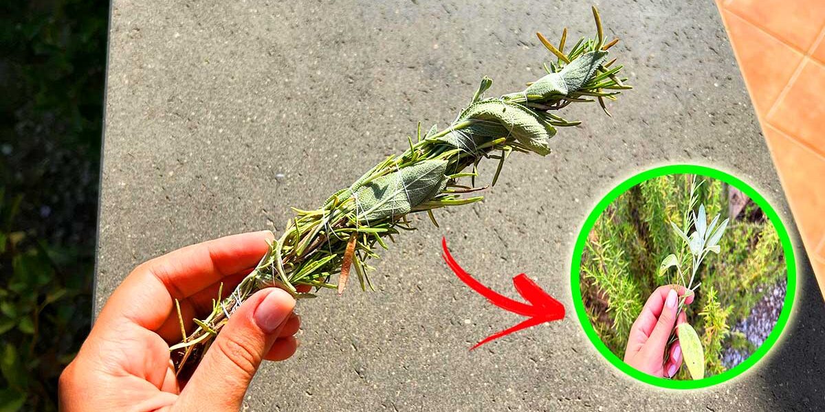 Cómo perfumar la cocina con hojas de salvia