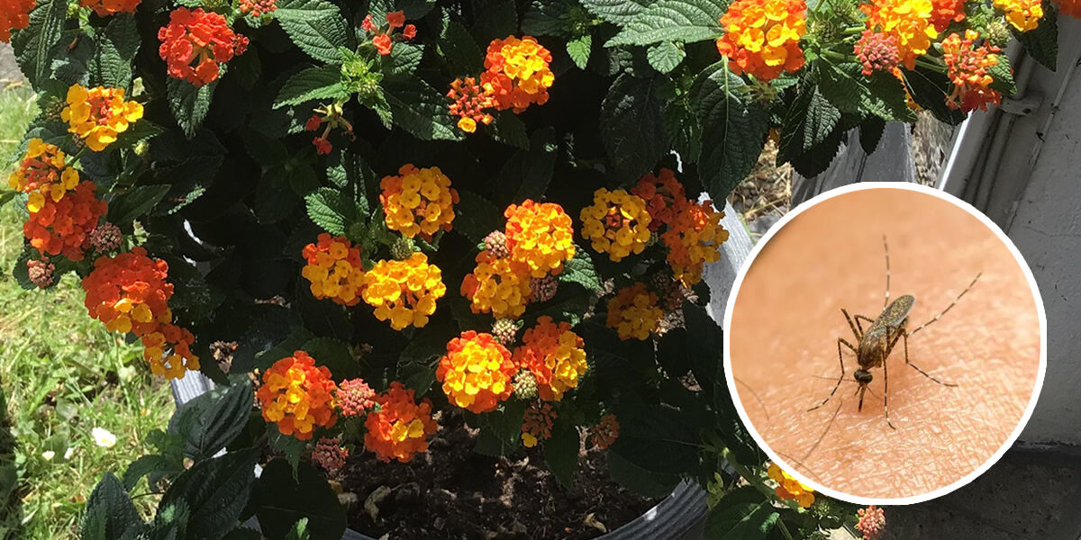 La planta que aleja inmediatamente a todos los mosquitos de tu casa y balcón