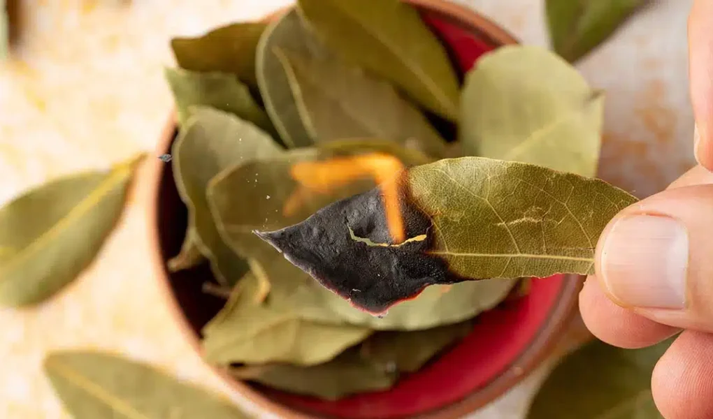 ¿Por qué tanta gente quema hojas de laurel en casa? Descubre 4 beneficios