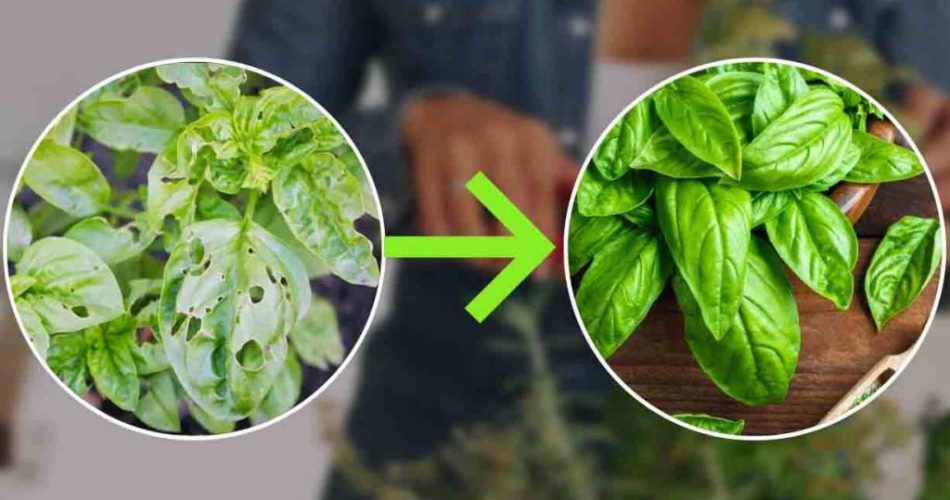 Albahaca: hojas encogidas, negras y sin hueso | Utiliza este fertilizante natural a coste 0 | Nunca antes había visto algo así