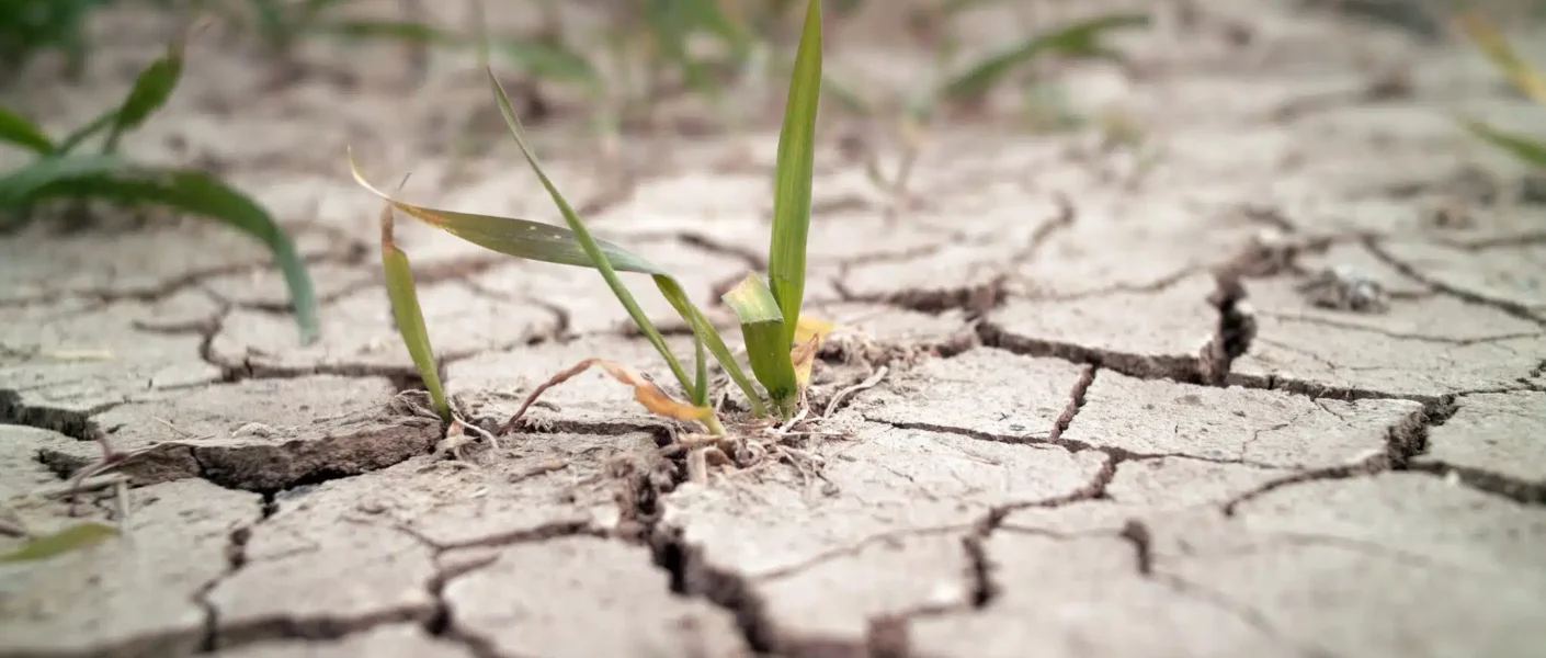 Se acabó la tierra seca y dura a pesar del riego: ¡el secreto del jardinero para decir adiós a la tierra muerta y agrietada!