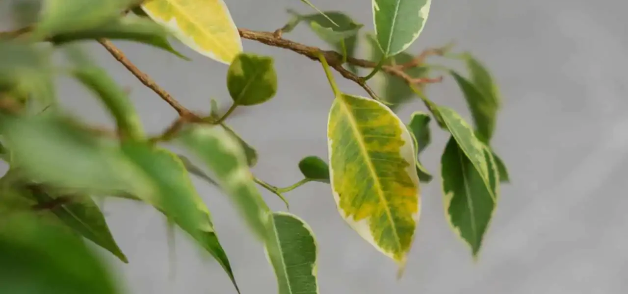 ¿Qué plantas grandes que requieren pocos cuidados puedes tener en tu casa?