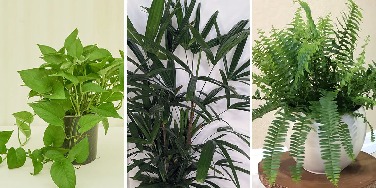 9 plantas que purifican el aire del hogar y eliminan los malos olores