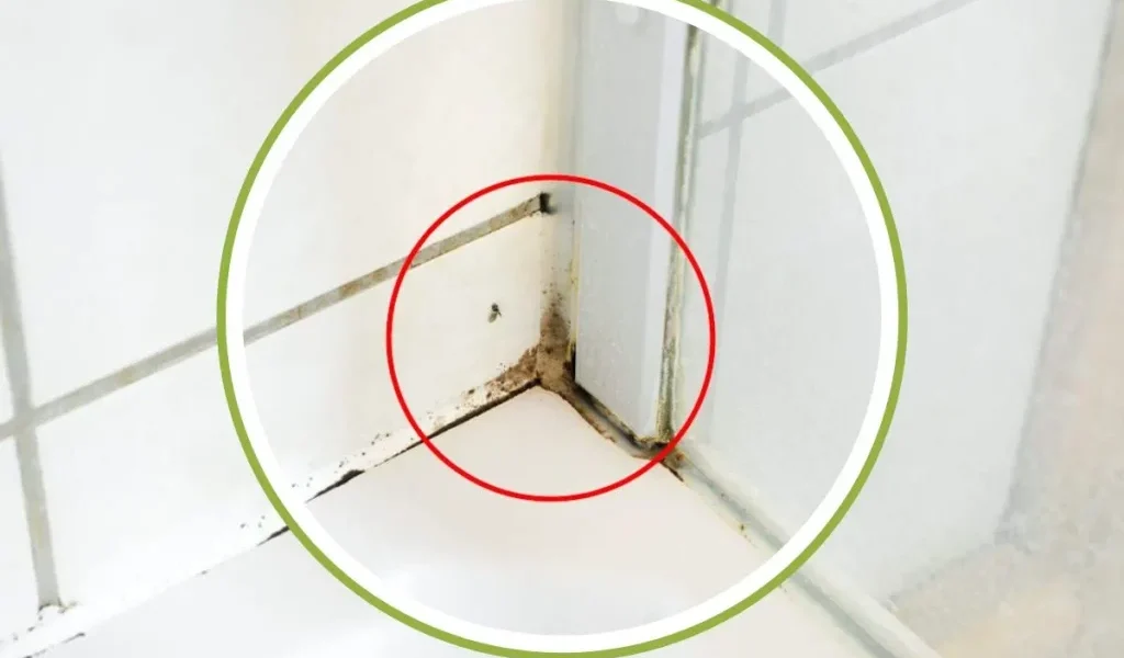 La forma más rápida de eliminar el moho de silicona en la ducha
