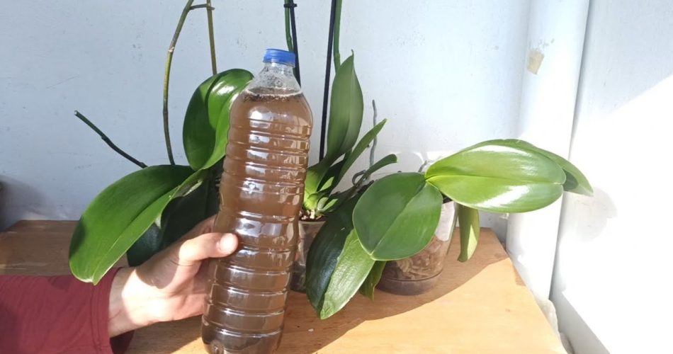 Haz que las orquídeas florezcan en abundancia