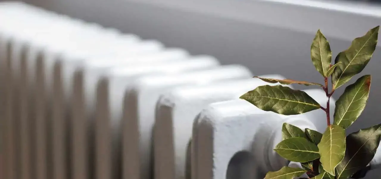 Pon el laurel sobre el radiador: te voy a revelar para qué sirve este truco.