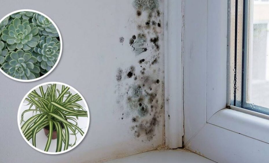 6 plantas de interior que eliminan el moho negro de los baños y las paredes