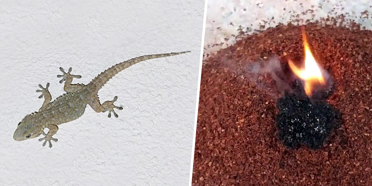 Mantener a las salamanquesas lejos de casa: los remedios naturales más eficaces