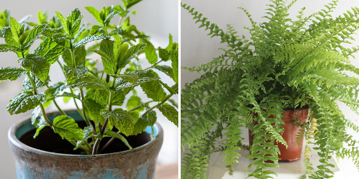 10 plantas que absorben la humedad y evitan el moho en las paredes