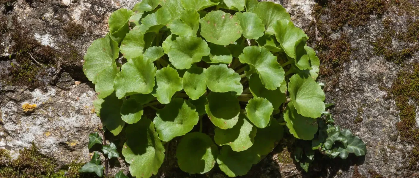Nombril de Vénus: la hermosa planta comestible y medicinal que crece sola (¡un verdadero tesoro en el jardín!)