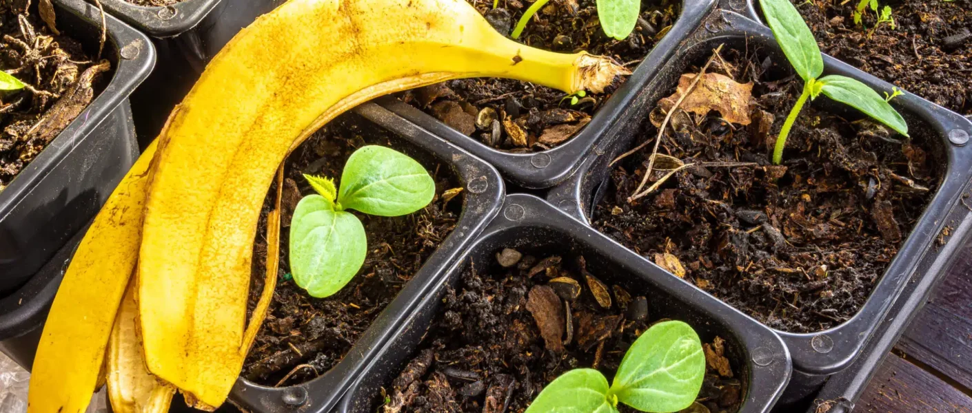Deja de tirar las cáscaras de plátano: estas formas poco conocidas de convertirlas en un potente fertilizante darán un verdadero empujón a tu plantación.