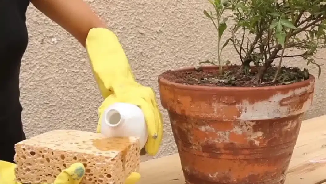 Salitre: 3 técnicas para decir adiós a las manchas blancas en las macetas