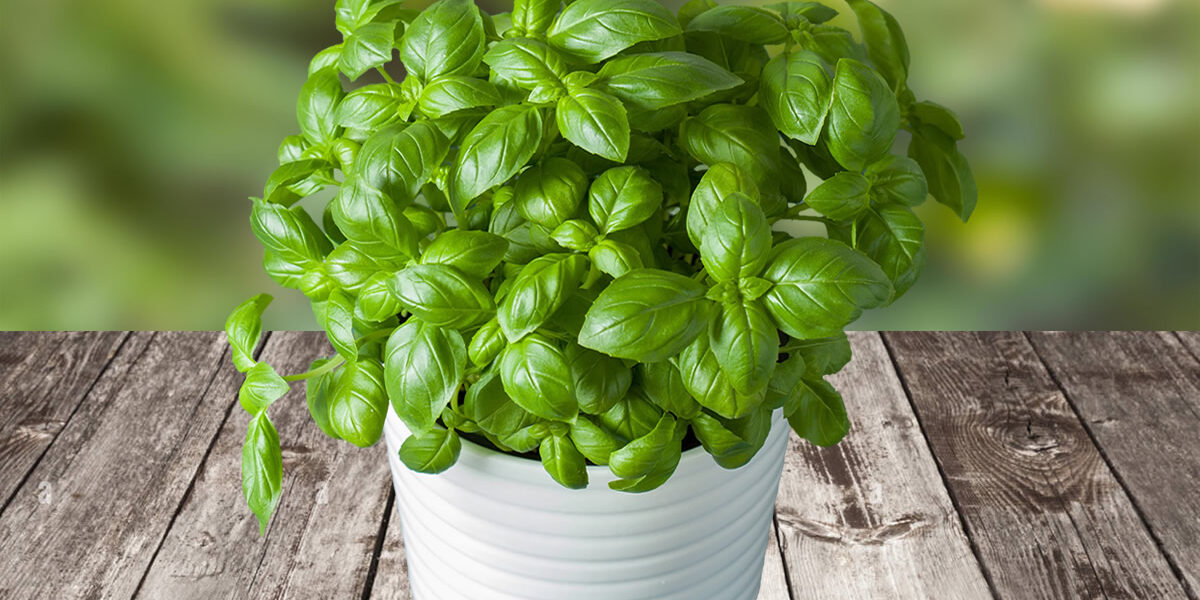 El truco para cultivar albahaca todo el año