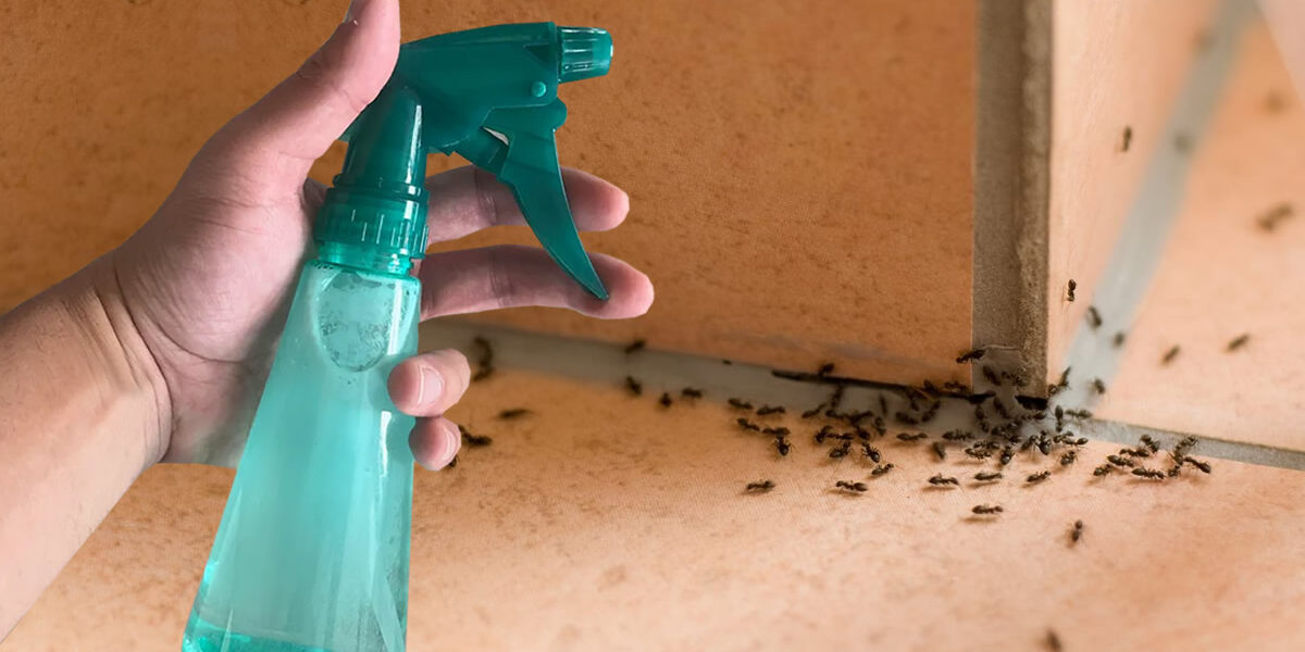 Insecticida natural para ahuyentar hormigas, moscas, mosquitos y arañas.