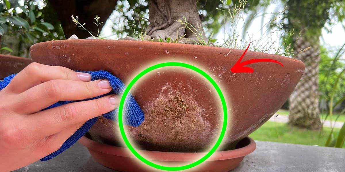 Cómo limpiar las macetas de terracota de exterior y eliminar las marcas blancas