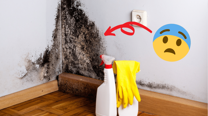 Juntas, paredes, telas… ¿cómo limpiar el moho de todas las superficies?
