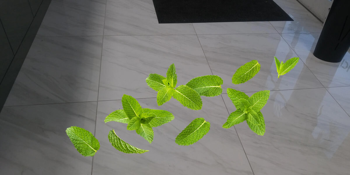 ¿Por qué poner hojas de menta en el suelo en septiembre y octubre?