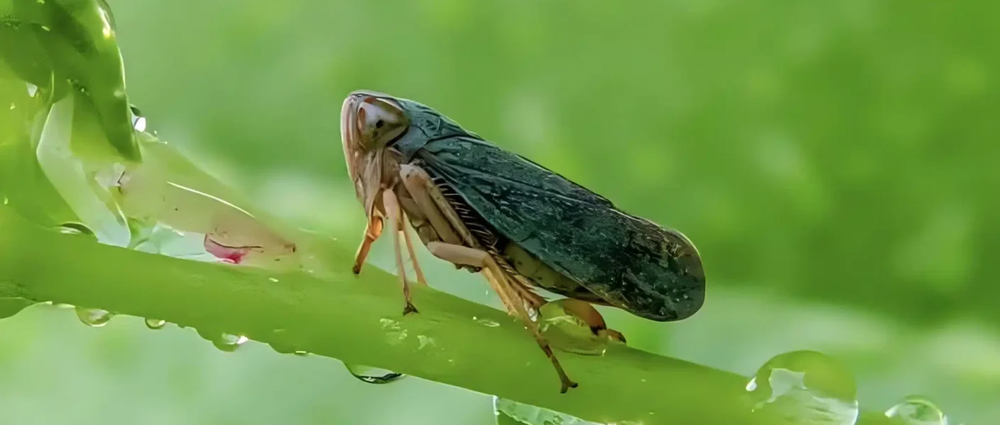 ¿Invasión de langostas destructoras en el jardín? ¡Respuestas naturales que realmente funcionan para deshacerse de ellas de forma rápida y eficaz!