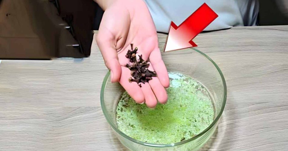 Diga adiós a moscas, insectos y hormigas en casa: la potente mezcla natural