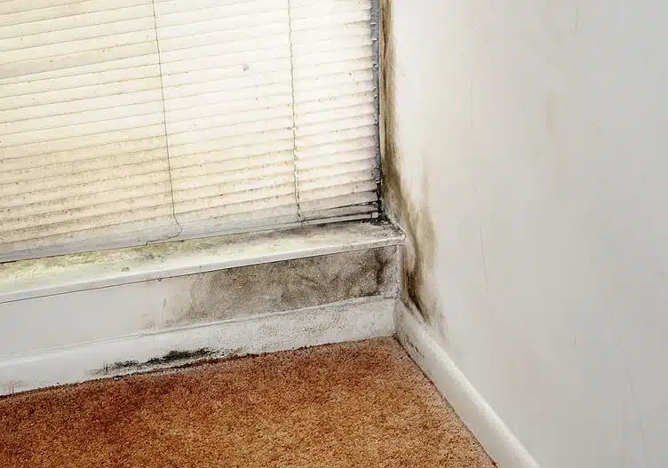 Dos ingredientes para eliminar fácilmente el moho