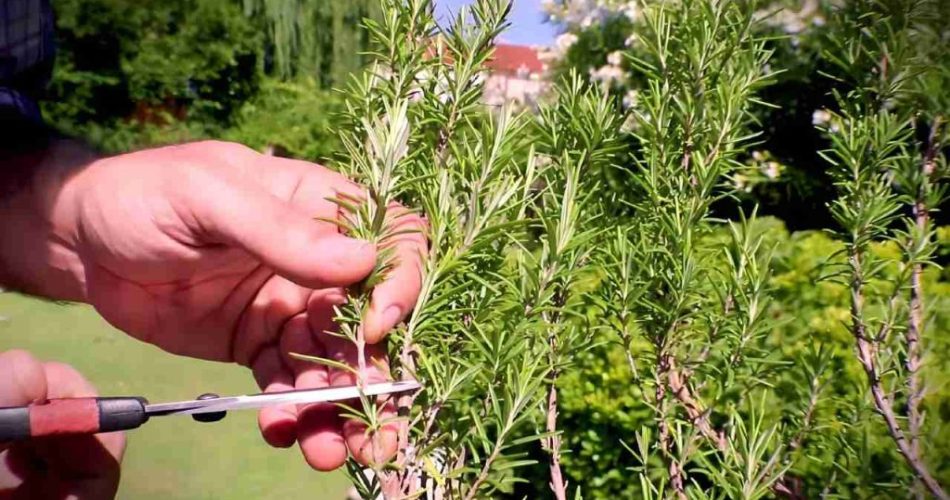 Multiplique el romero indefinidamente en agua: ¡sólo tardará unos minutos!