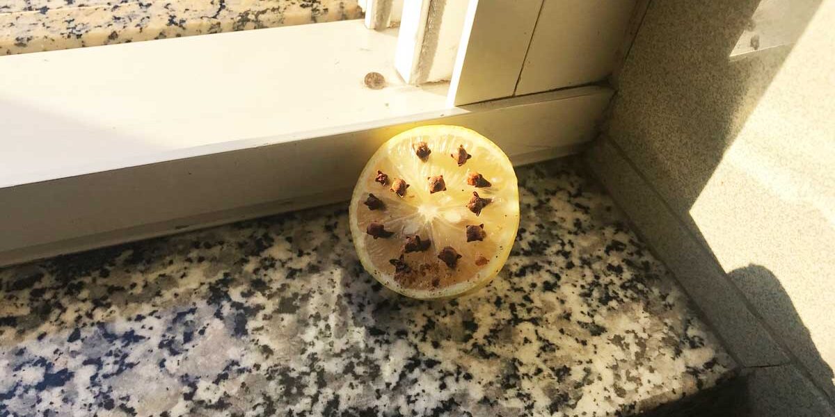 El remedio con limón y clavo para evitar tener este molesto insecto en casa