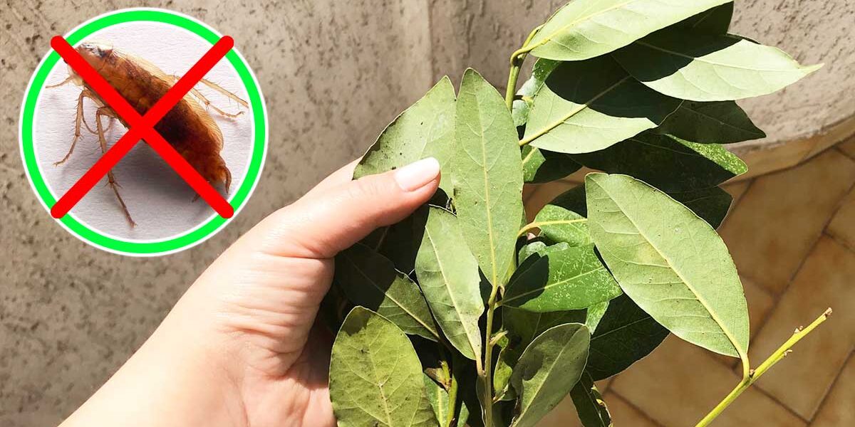 ¿Cómo mantener alejadas las cucarachas en casa?