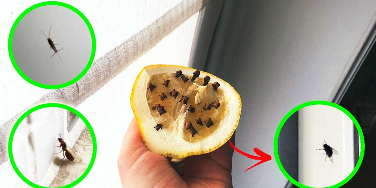 ¿Cómo mantener a estos 5 insectos fuera de casa con remedios naturales?