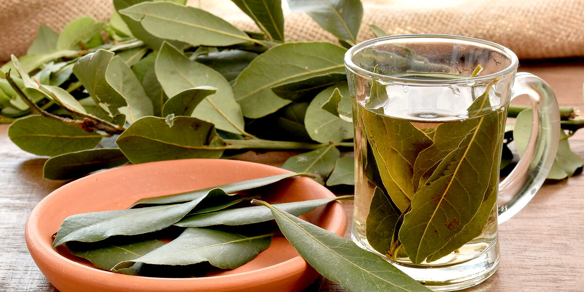 TODO LO QUE DEBE SABER SOBRE EL LAUREL (BENEFICIOS OCULTOS PARA LA SALUD)