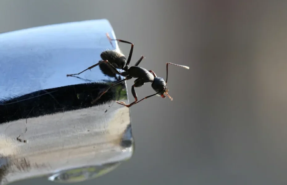 Cómo evitar las hormigas en el balcón con 5+1 métodos que no conocías