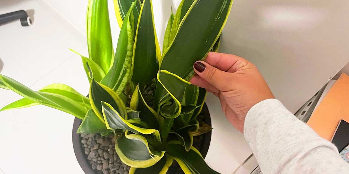Todas las plantas que evitan la aparición de moho en el hogar