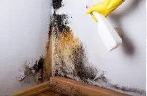 Cómo quitar el moho de las barras de ducha y la silicona