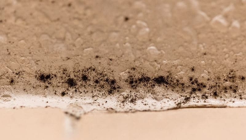 5 consejos de limpieza para combatir el moho en el baño