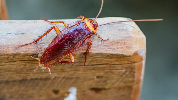 Puede que tengas una invasión de cucarachas en casa sin saberlo: esta es la solución que no esperas resolver