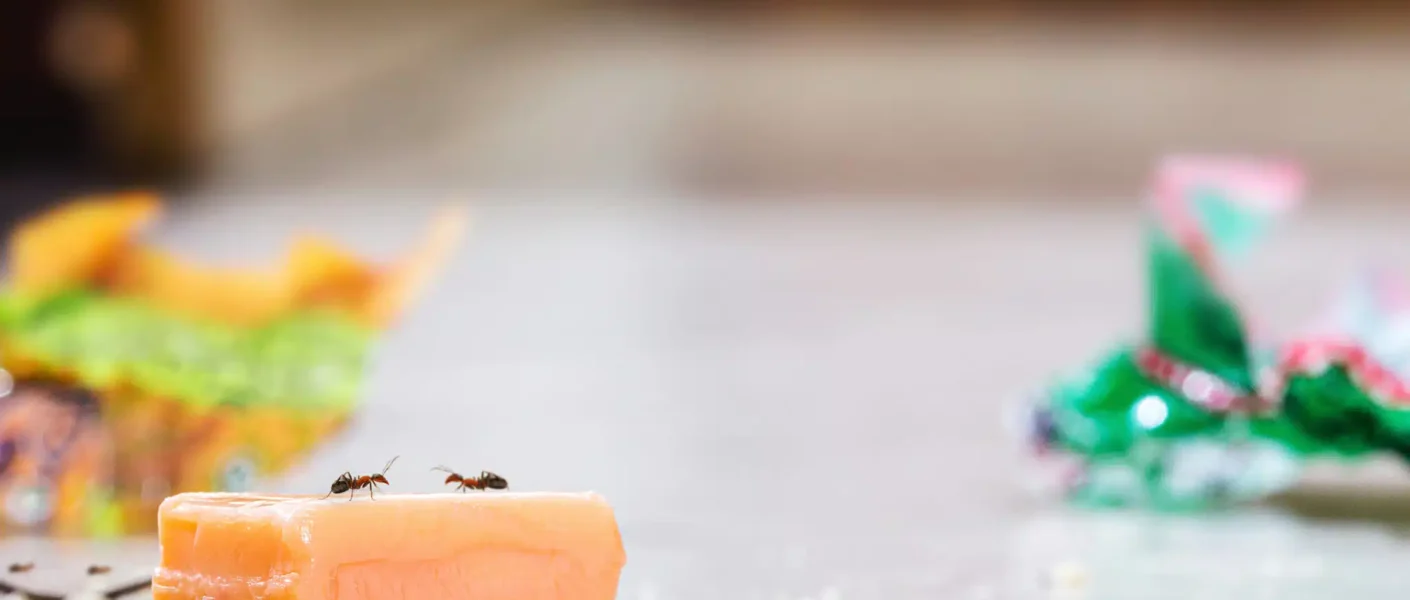 ¿Estás cansado de tener hormigas invasoras en casa? ¡Estas prácticas trampas caseras las eliminarán para siempre!