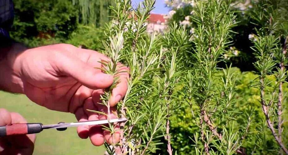 Multiplica el romero sin límite en agua: ¡solo tardarás unos minutos!