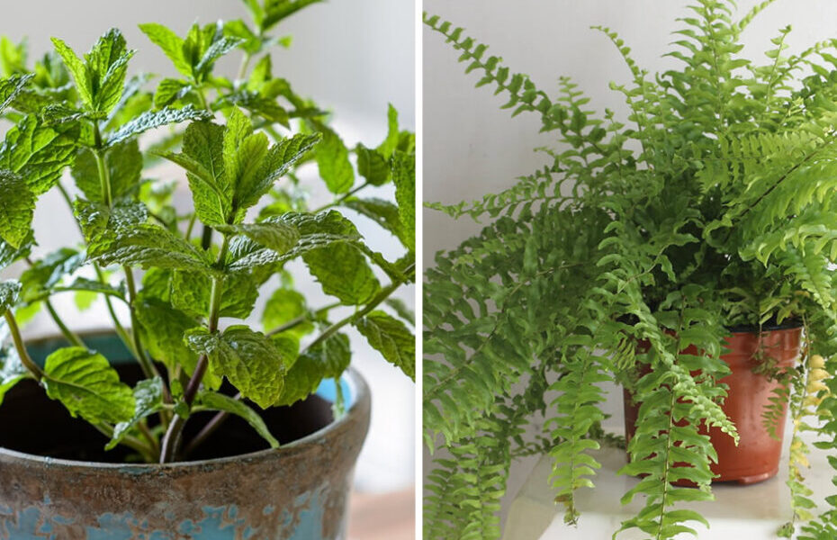 10 plantas que absorben la humedad y previenen el moho en las paredes