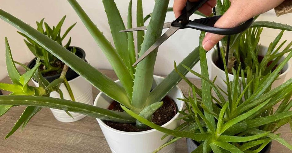 Aloe vera, never make the mistake of throwing it away within 1 week.